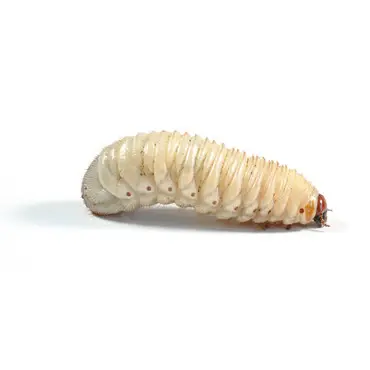 Thumbnail: Pachnoda Grubs