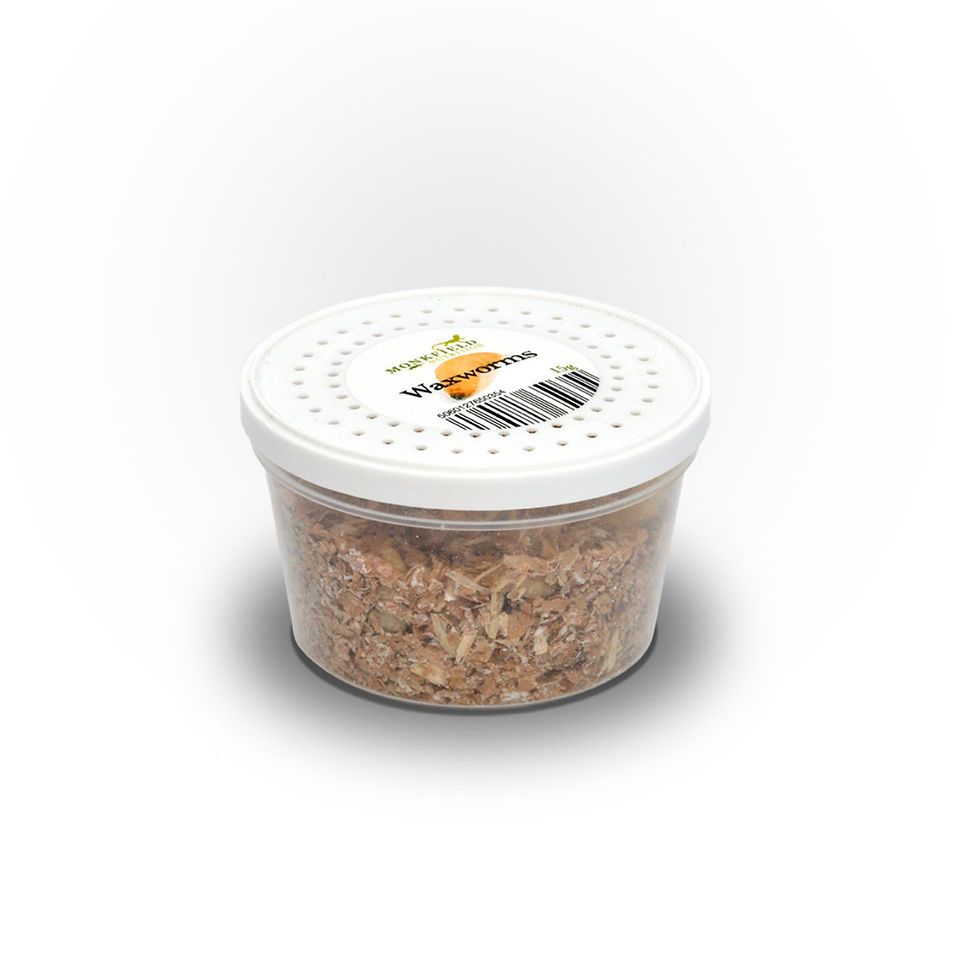 Thumbnail: Wax Worms