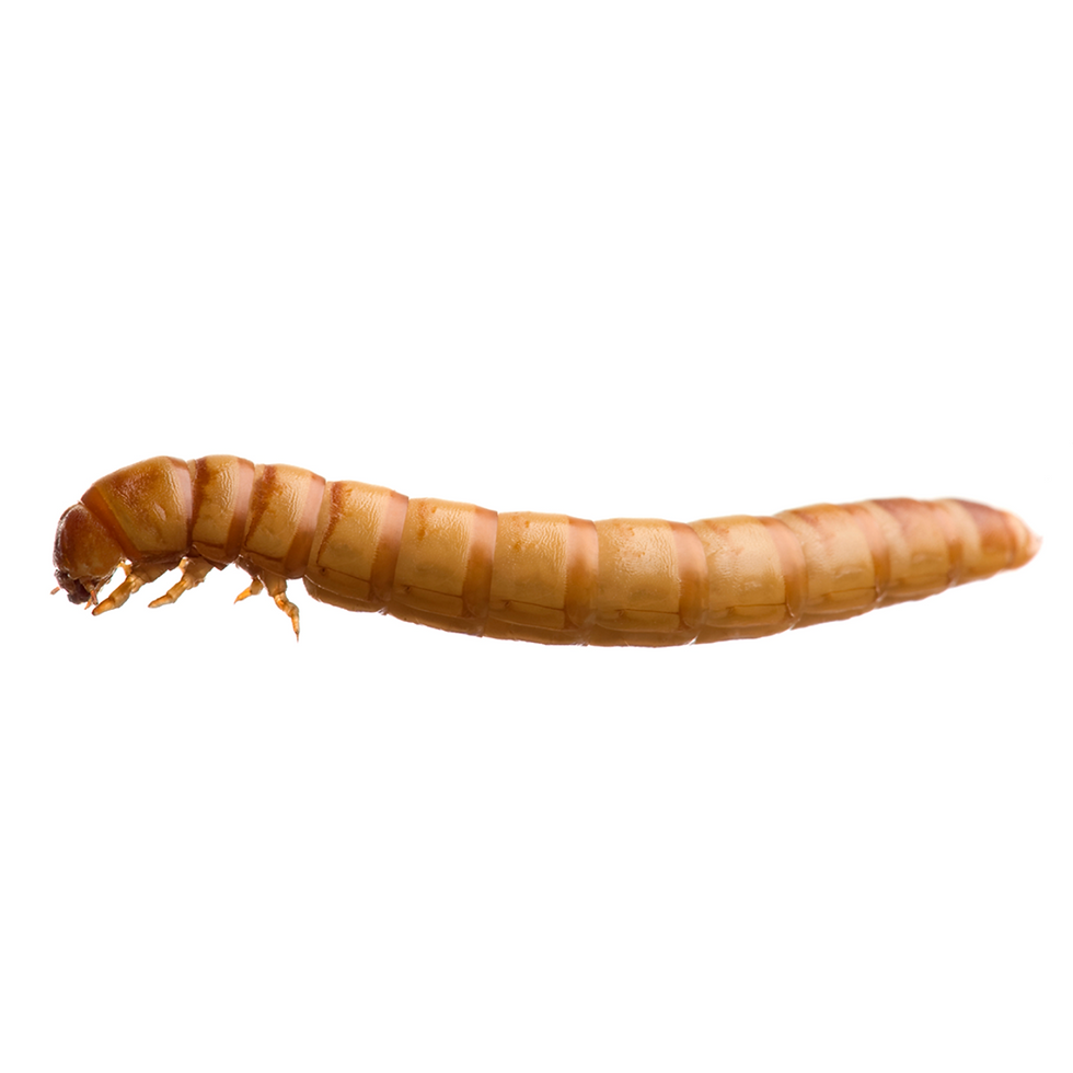 Thumbnail: Mealworms