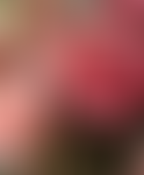 Exquisite Premium Floral Designs for Every Event