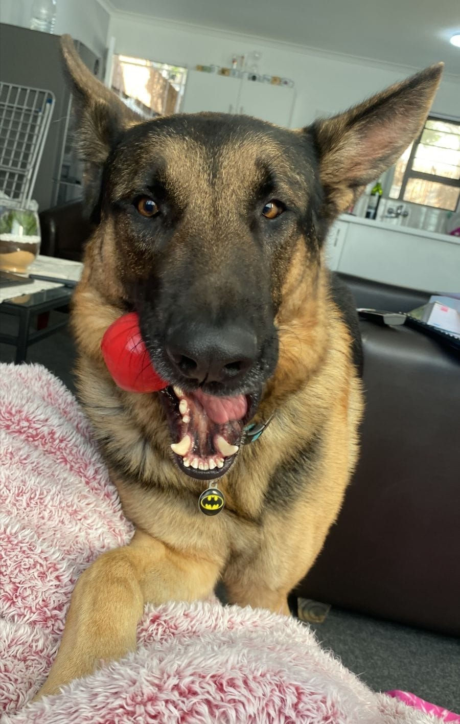 German Shepherd Dog chewing a rubber toy