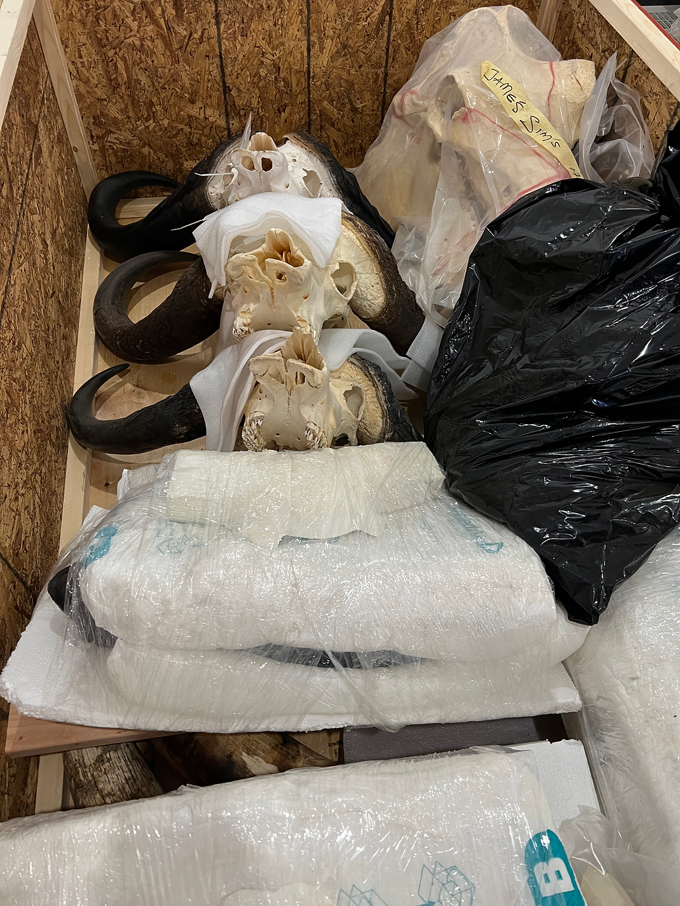 african trophy shipment