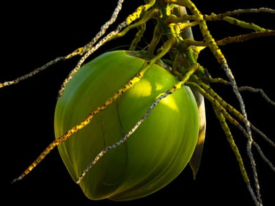 coconut-coconut-tree-plant-60713.jpeg