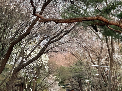 나의 봄아 미련없이 보내줄게!