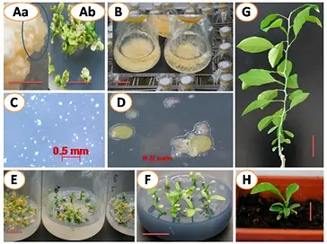 Tissue culture and cell transformation