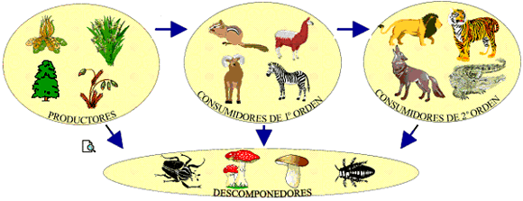 Niveles-tróficos-componentes.gif