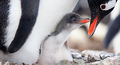 AdobeStock_35385311 penguin chick resized.jpeg