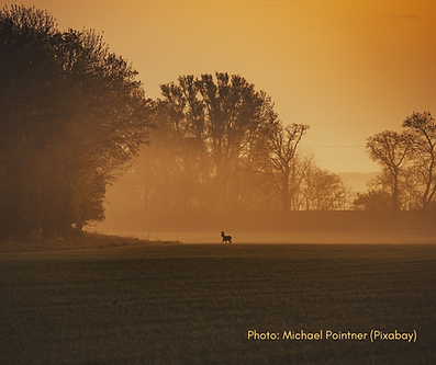 Silhouette of a lone deer in a misty field at dawn or dusk. Powerlines are visible in the background.