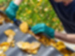 Photo of a person wearing gloves and cleaning out a gutter on a roof.