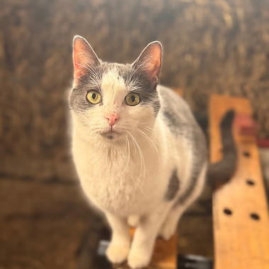 Pepito.jpg
