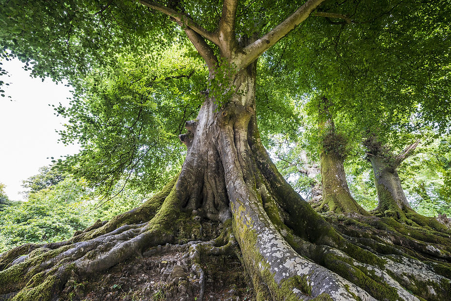 AdobeStock_54957438 (2).jpeg