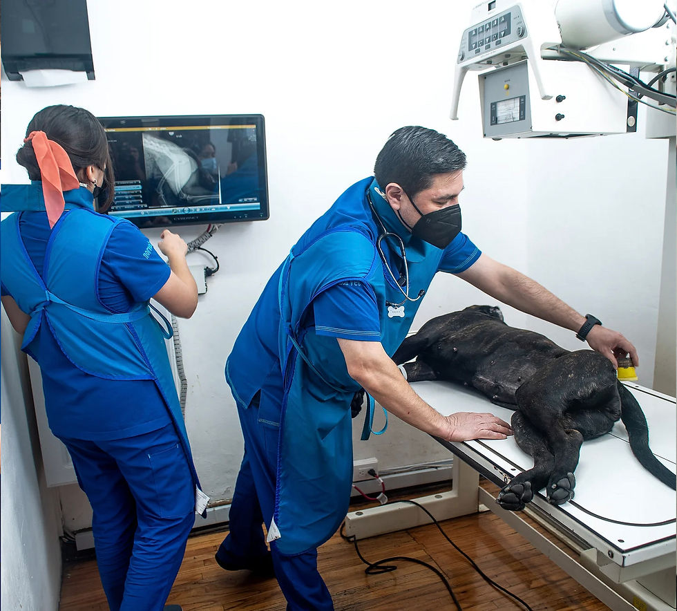 Perro acostado en sesión de imagenologia en el Hospital Veterinario Bruselas
