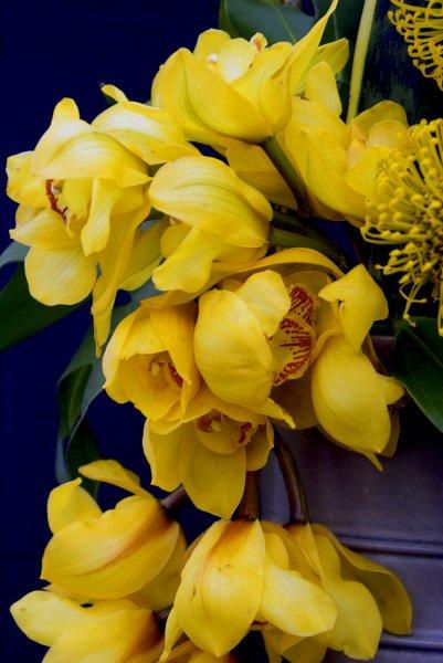 Yellow Flowers