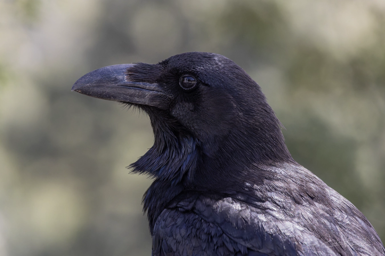 raven, cuervo canario, corvus corax canariensis