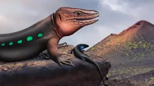 Extinct giant lizards of the Canary Islands: 𝘎𝘢𝘭𝘭𝘰𝘵𝘪𝘢 𝘨𝘰𝘭𝘪𝘢𝘵𝘩 & 𝘎. 𝘢𝘶𝘢𝘳𝘪𝘵𝘢𝘦