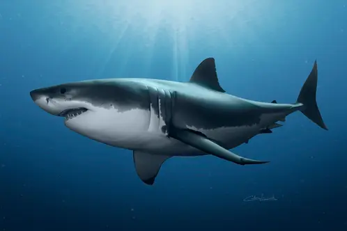 Carcharodon carcharias, great white shark, gran tiburón blanco, jaquetón, illustration, digital painting