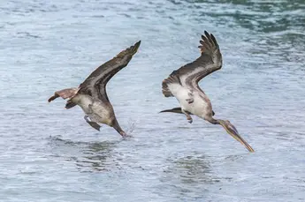 brown pelican, Pelecanus occidentalis, plunging, diving
