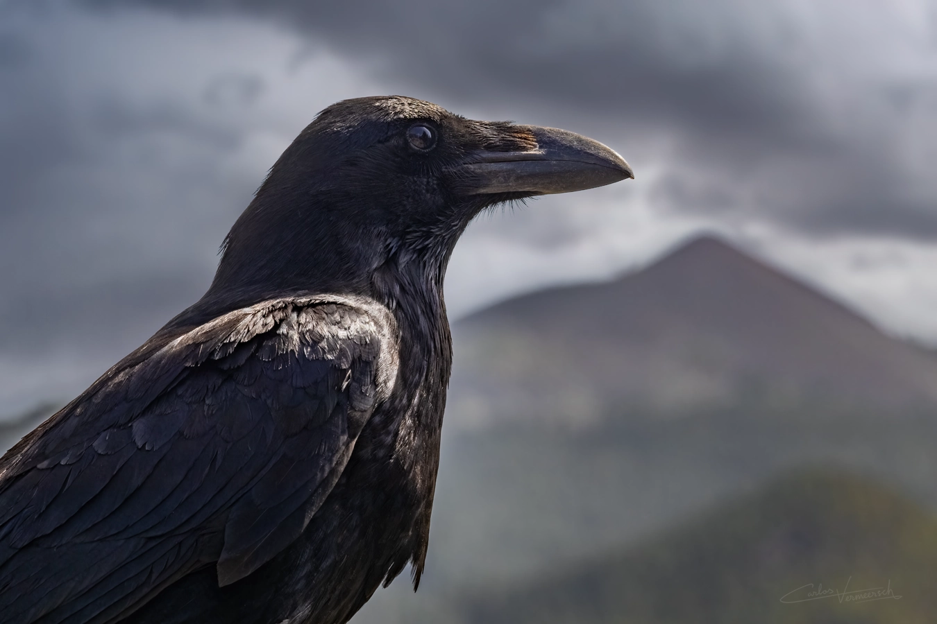raven, cuervo canario, corvus corax canariensis