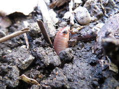 #051 // Permakultur Erdschule