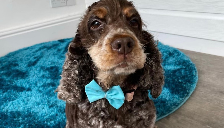 Cocker spaniel full groom