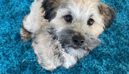 Yorkshire terrier mix, small dog god full groom