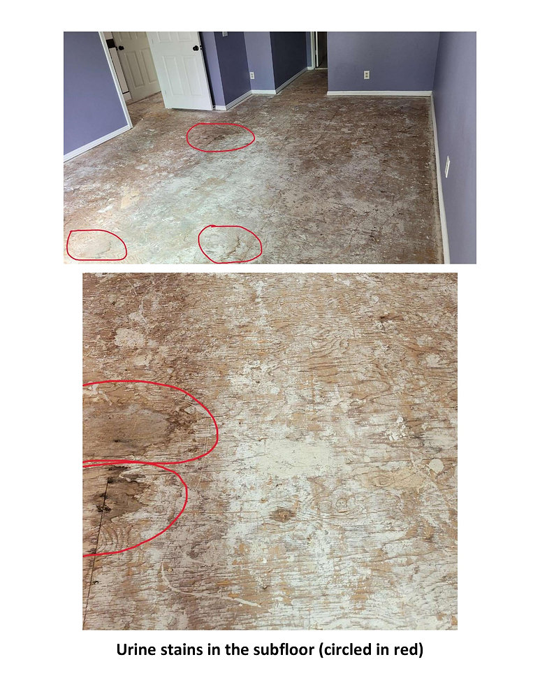 Subfloor with Pet Urine Stains Effective Odor Removal Services