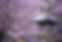 cherry_blossoms_in_sapporo_hokkaido.jpg