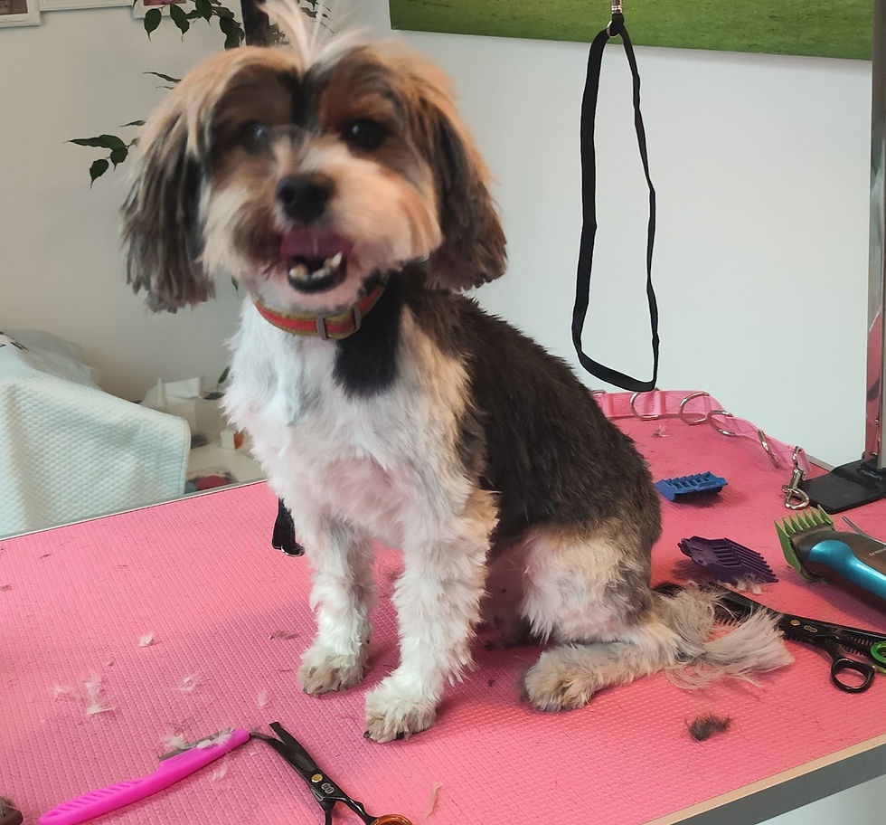 IMG_20260213_134413_edited