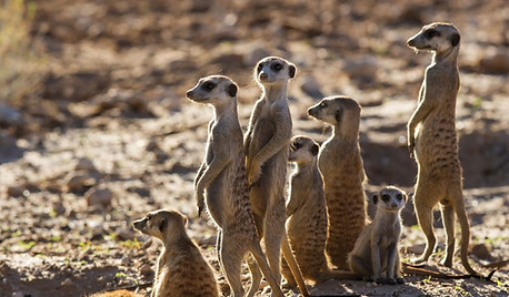 Meerkat