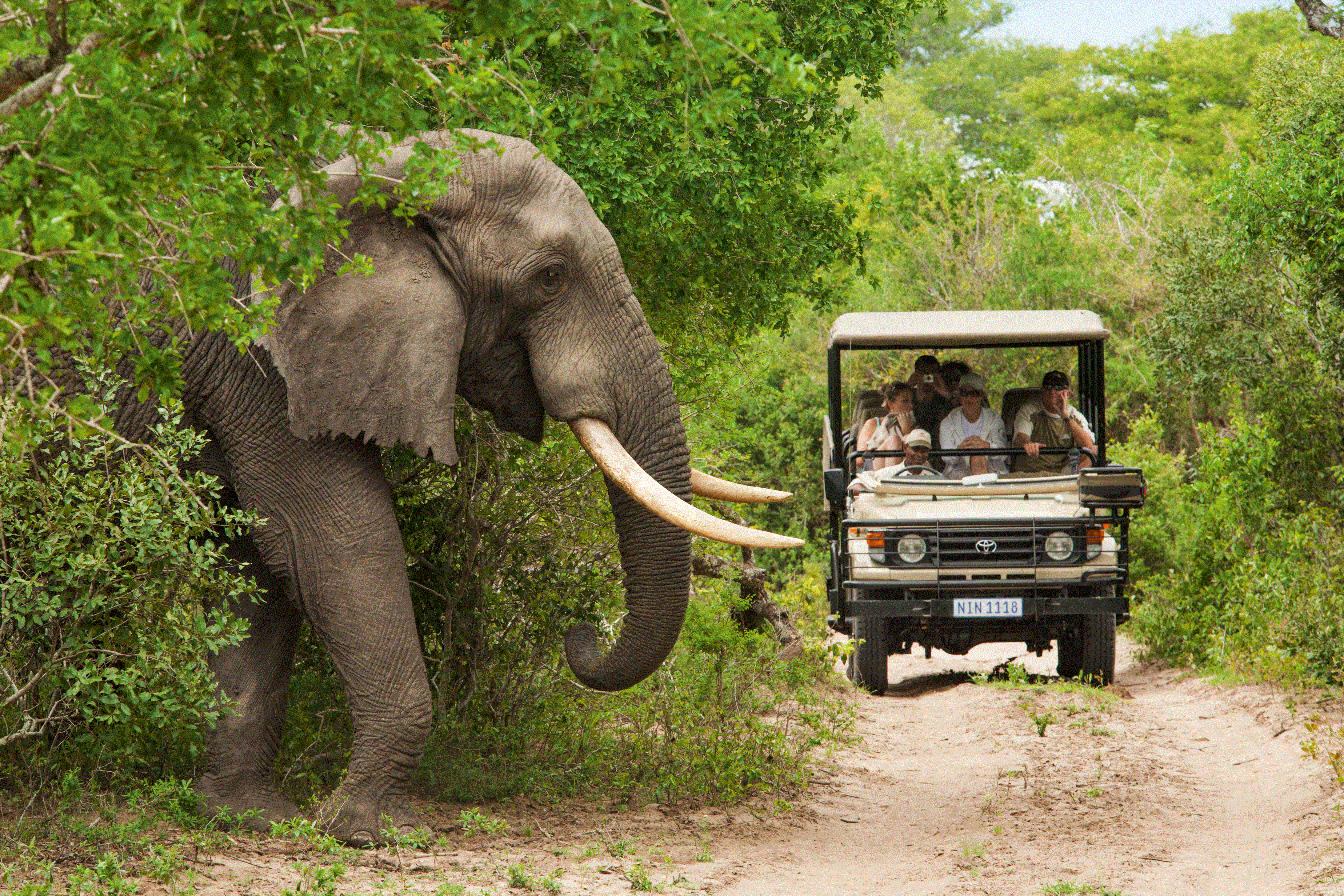 Amatungulu Elephant Safari