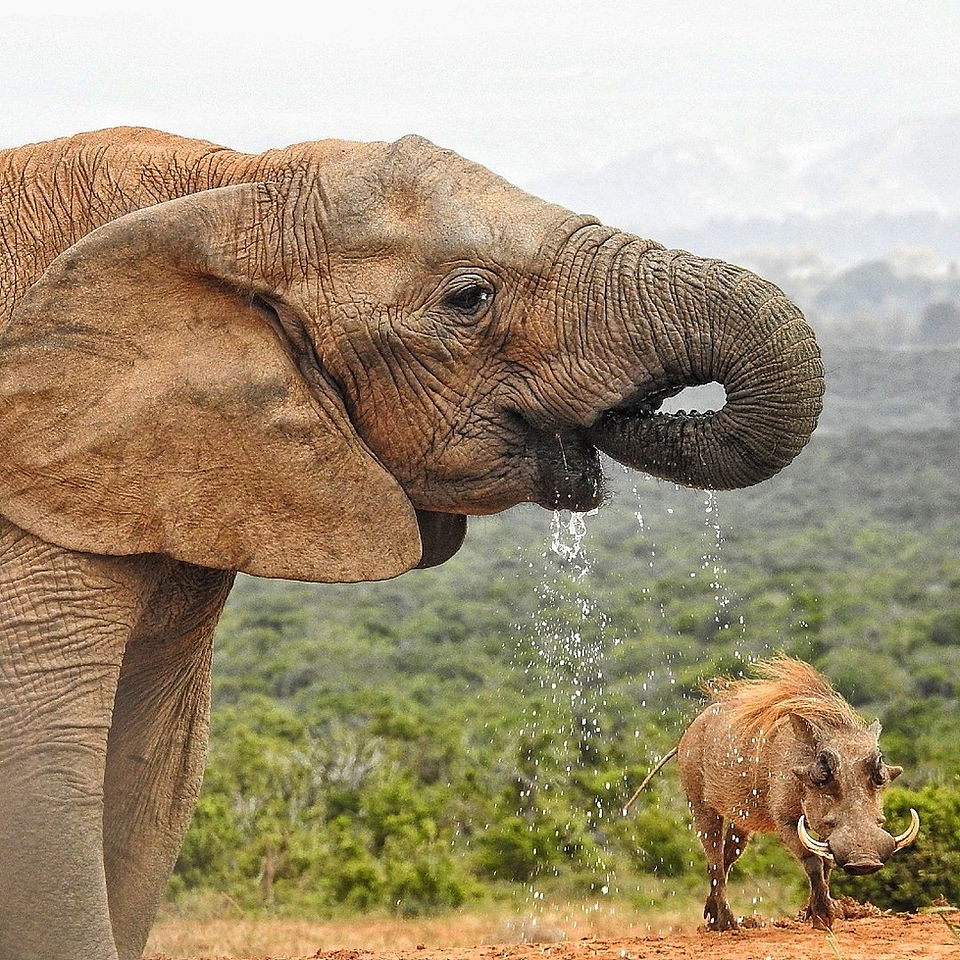 Addo