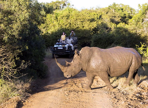 Rhino on a game drive
