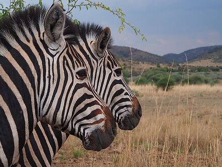Zebra in the Kruger National Park