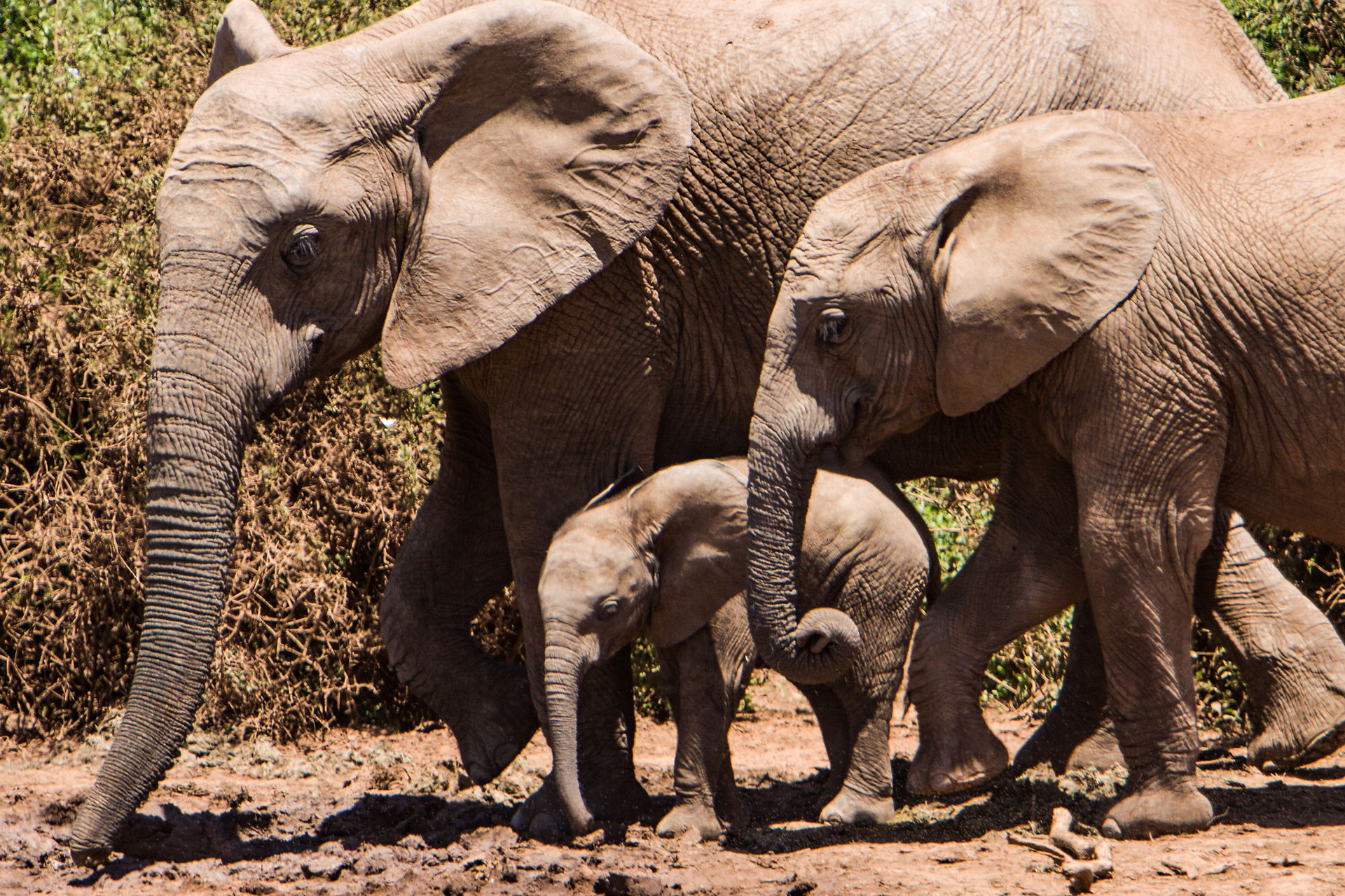 elephant
