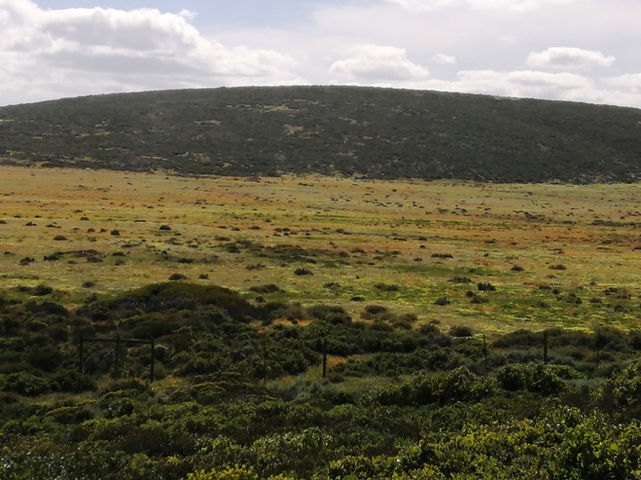 Namaqualand Flowers