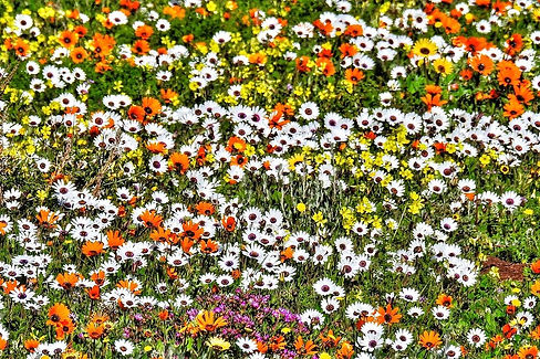 Namaqualand flowers