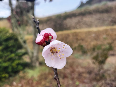 桜の花咲き始めの画像