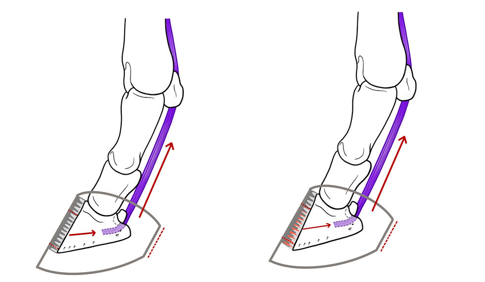Drawings showing the forces acting inside the foot in a healthy hoof versus a laminitic hoof