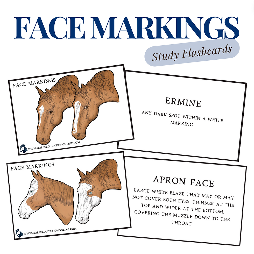 study flash card facemarkings