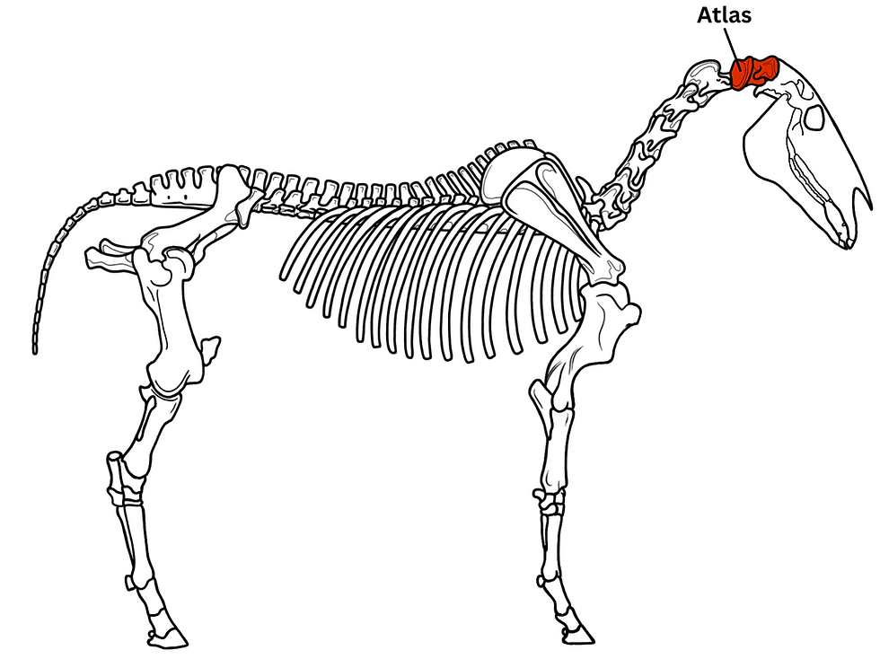 Drawing of a horse's skeleton highlighting the location of the atlas bone (C1)