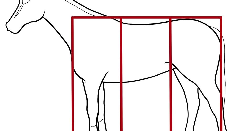 Outline of a horse on a white background with red rectangular guide boxes over its body and legs, like an anatomy diagram. Used for the assessment of Equine Conformation.