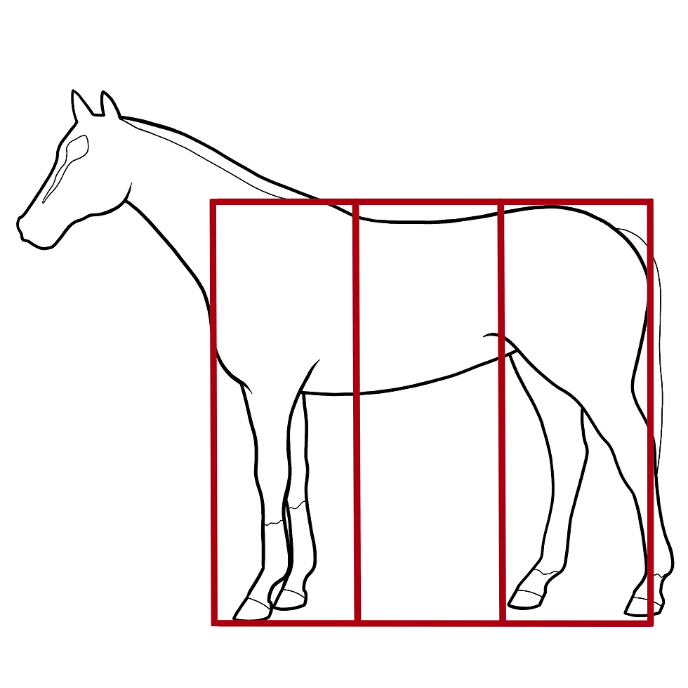 Outline of a horse on a white background with red rectangular guide boxes over its body and legs, like an anatomy diagram. Used for the assessment of Equine Conformation.