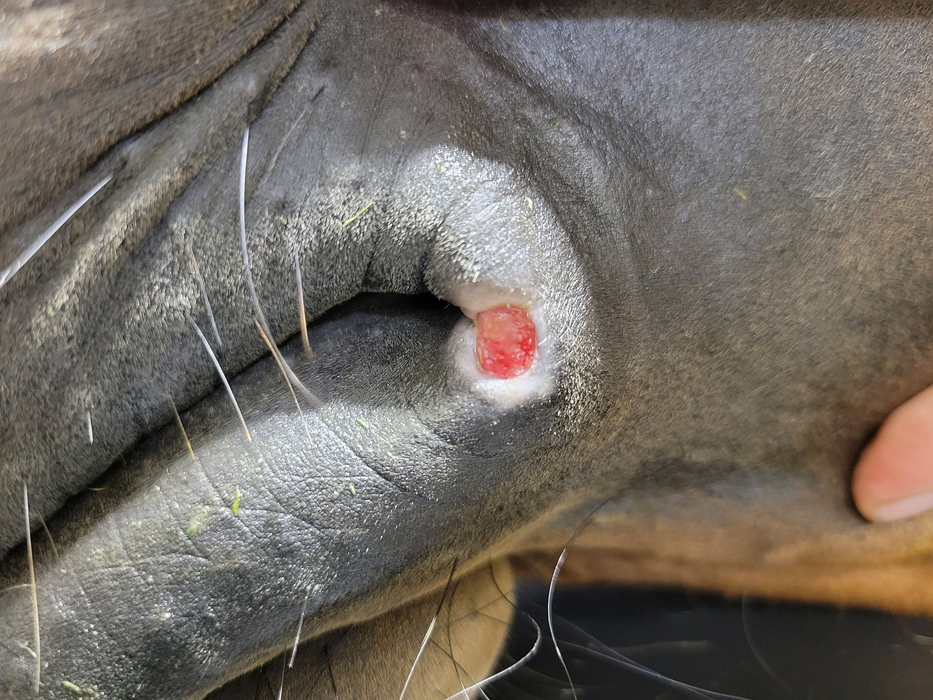 Lip sore on a horse from harsh bit use