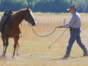 What Do Horse Trainers Do? Roles, Skills, and How They Work With Horses