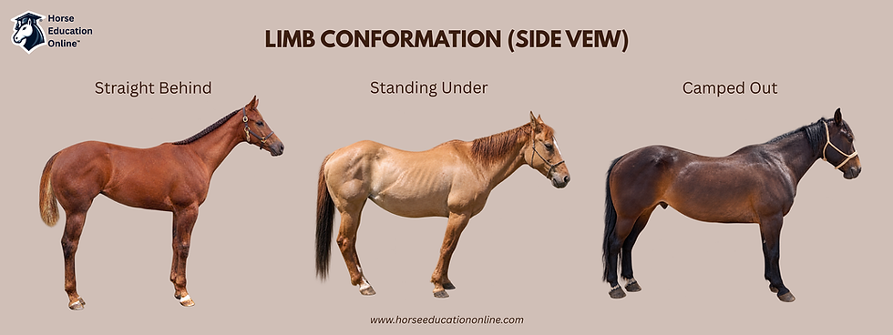 Horse education chart on beige background showing three side-view horses labeled Straight Behind, Standing Under, and Camped Out.