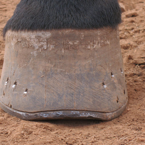 A rocker toe horseshoe applied to a horse's hoof
