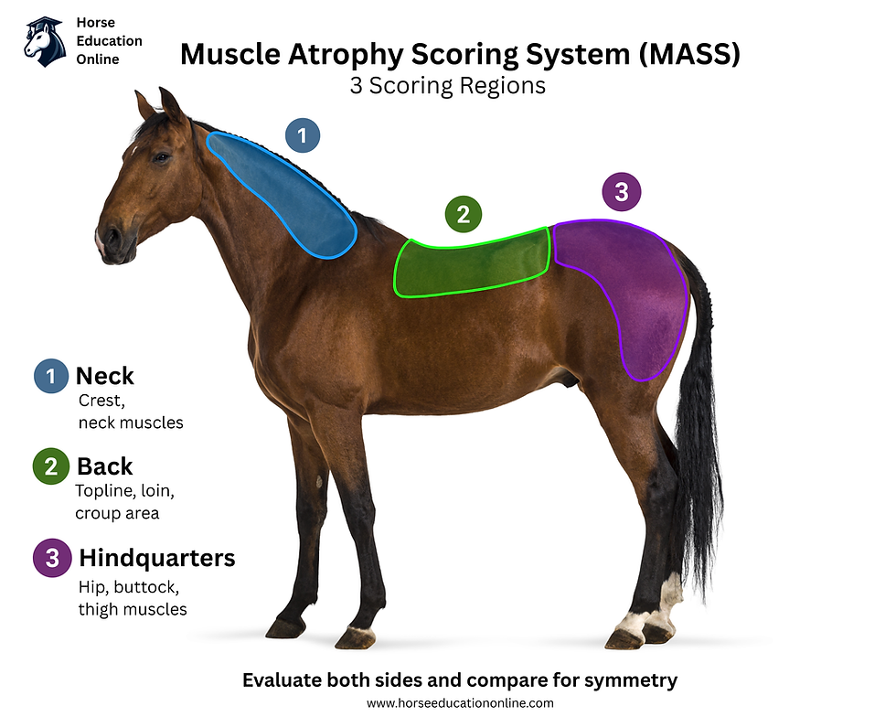 Muscle Atrophy Scoring System, 3 scoring regions: neck, back, hindquarters