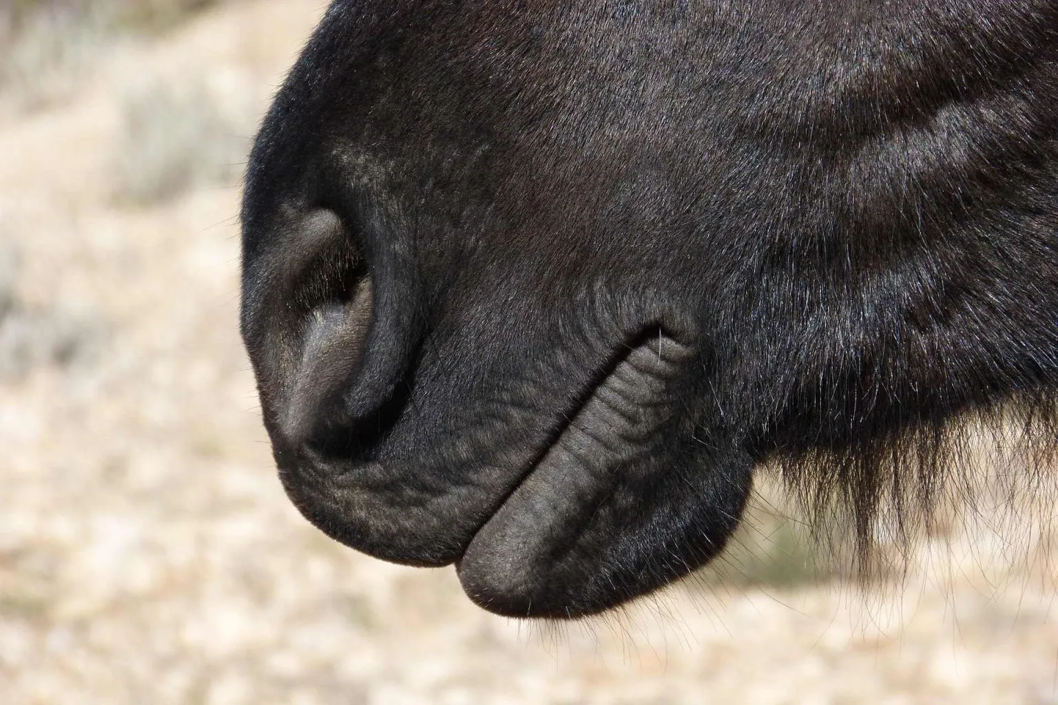 Healthy equine lips and mouth