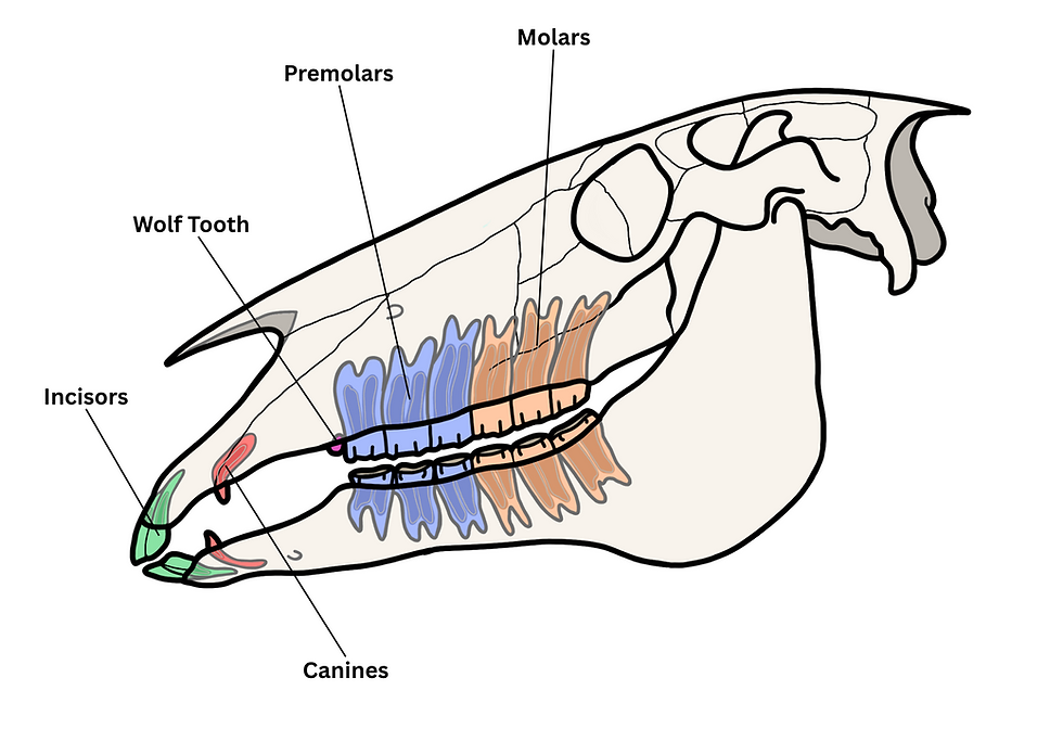 Anatomy of the Equine Mouth and Its Relationship to Bits and Bitting