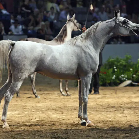 Grey egyptian arabian horse